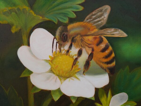 "Honeybee on Strawberry Flower" Original